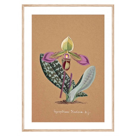 Постер "Collection Orchids"