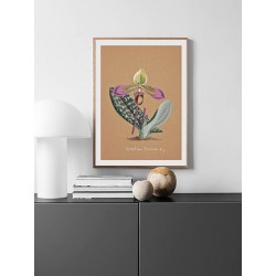 Постер "Collection Orchids"
