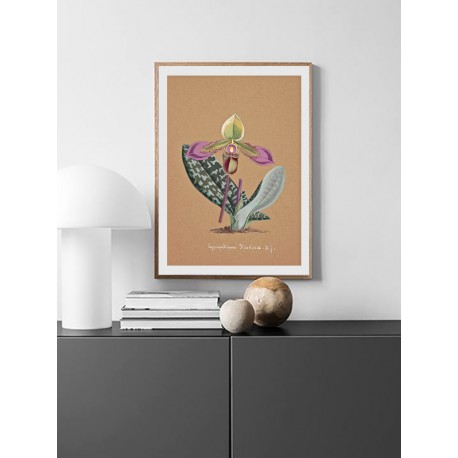 Постер "Collection Orchids"