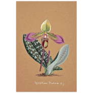 Постер "Collection Orchids"