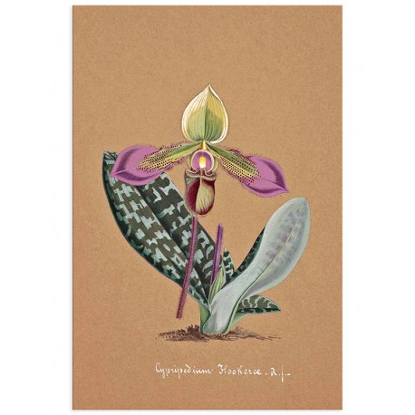 Постер "Collection Orchids"