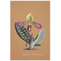 Постер "Collection Orchids"