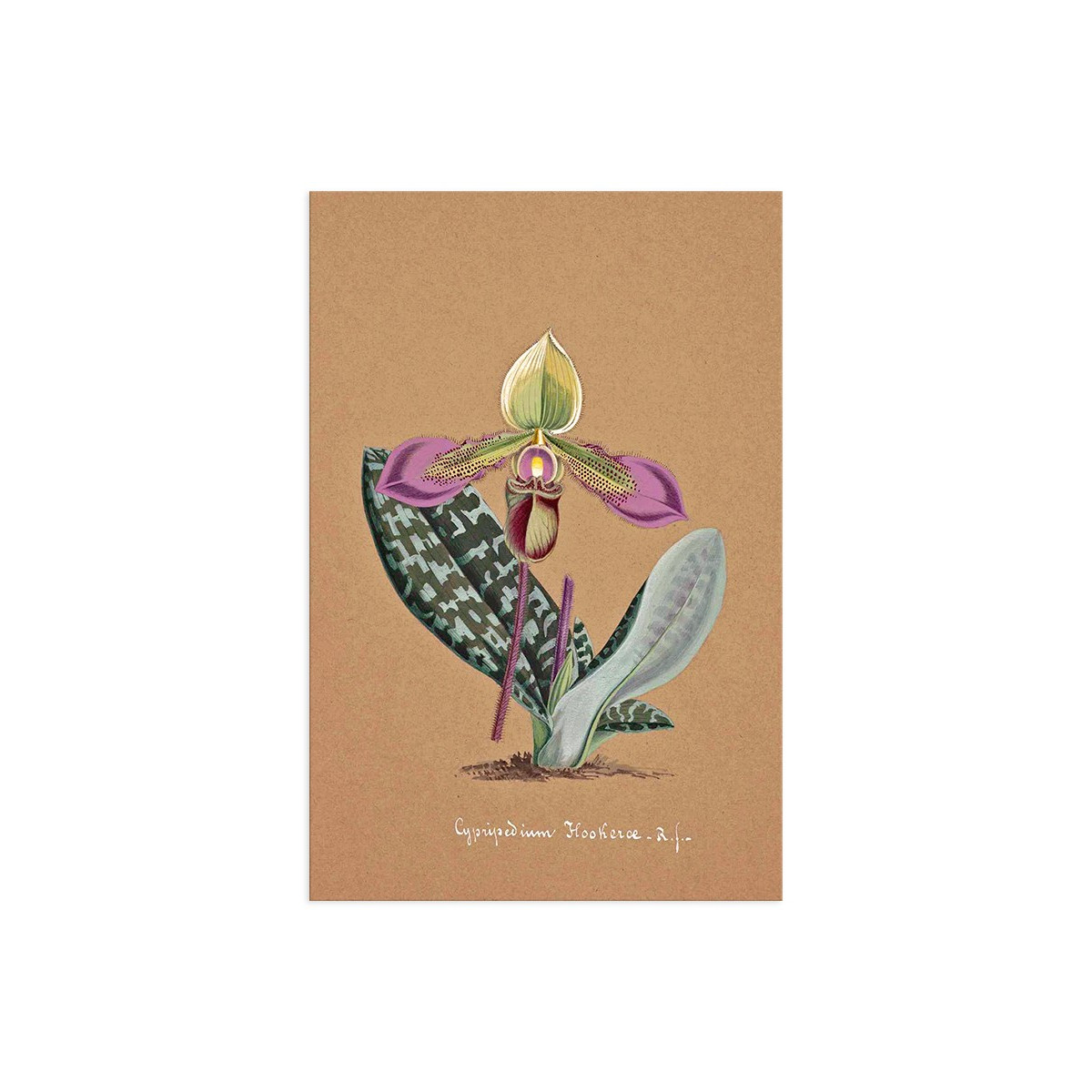 Постер "Collection Orchids"