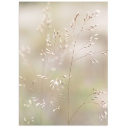Постер "Grass"