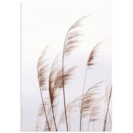 Постер "Dried flowers"