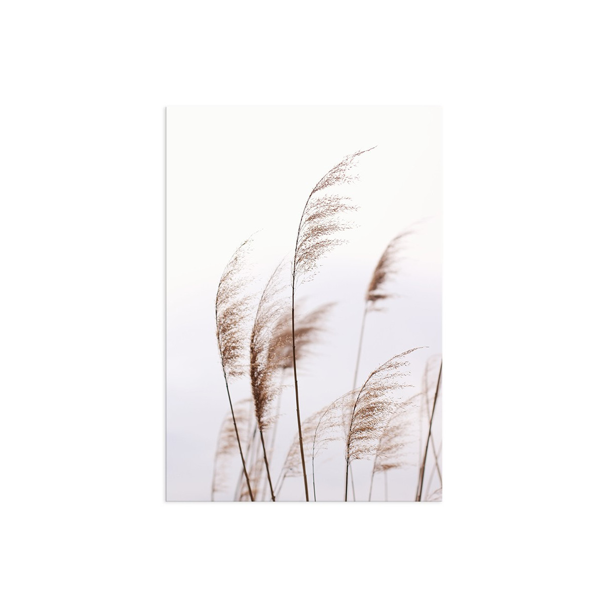 Постер "Dried flowers"