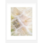 Постер "Dandelion"