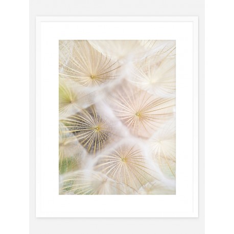 Постер "Dandelion"