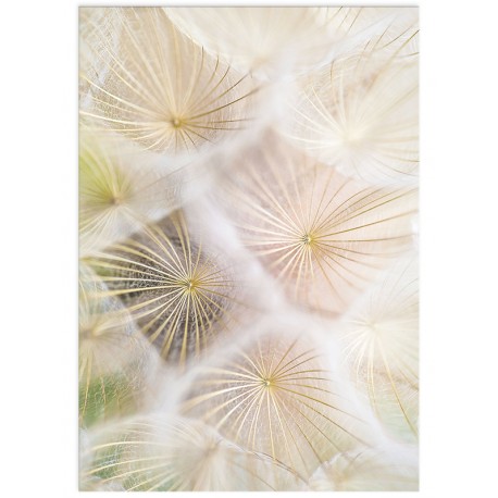 Постер "Dandelion"