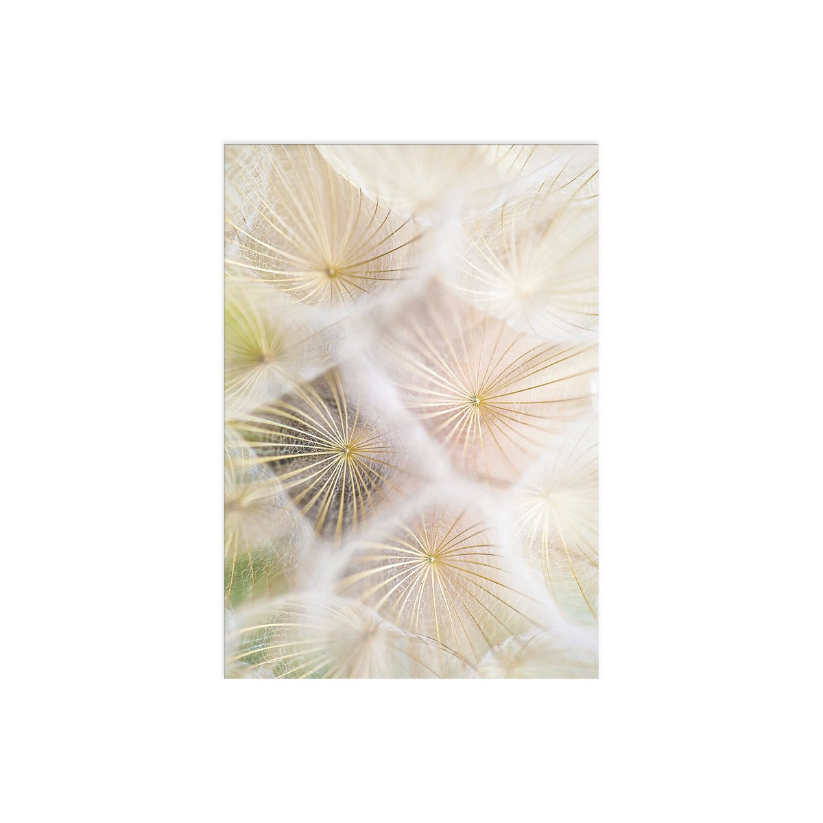Постер "Dandelion"