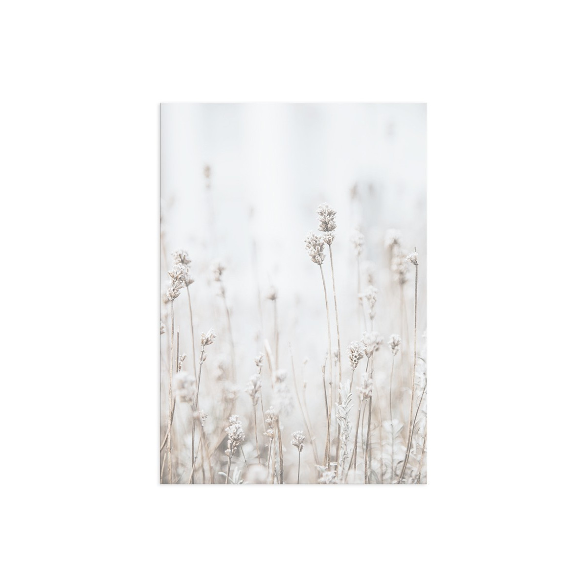 Постер "Lavender"
