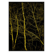 Постер "Forest"