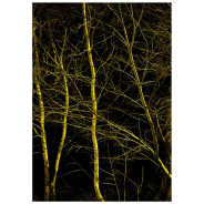Постер "Forest"