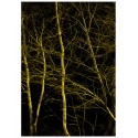 Постер "Forest"