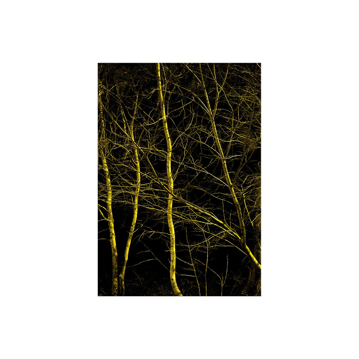 Постер "Forest"