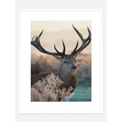 Постер "Deer"