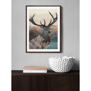 Постер "Deer"