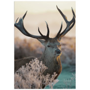 Постер "Deer"