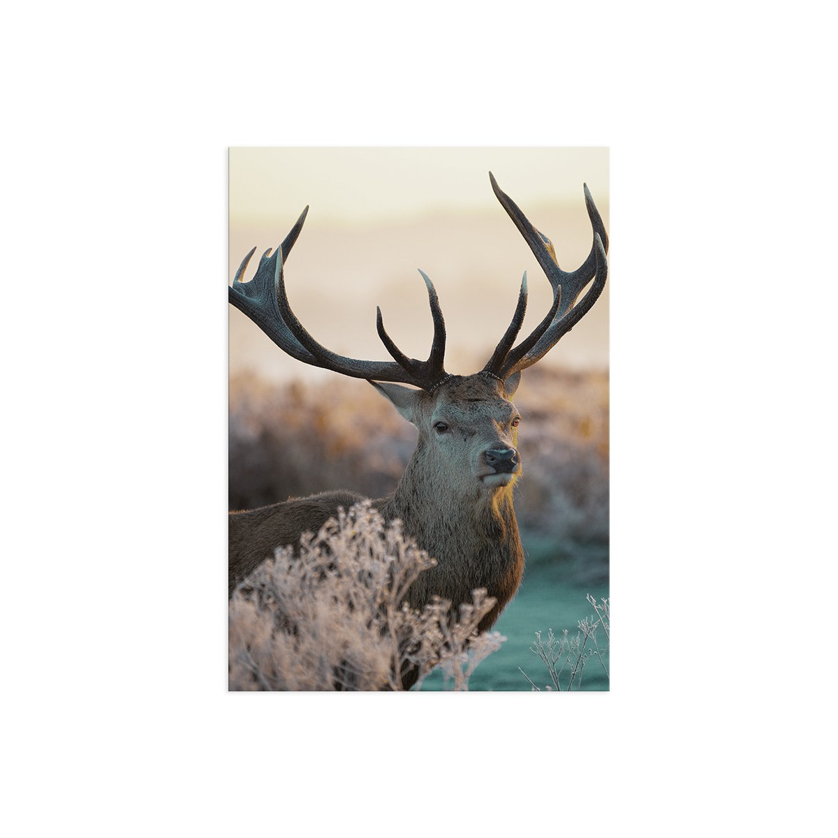 Постер "Deer"
