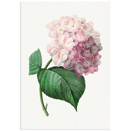 Постер "Hydrangea"