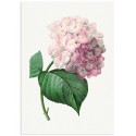 Постер "Hydrangea"