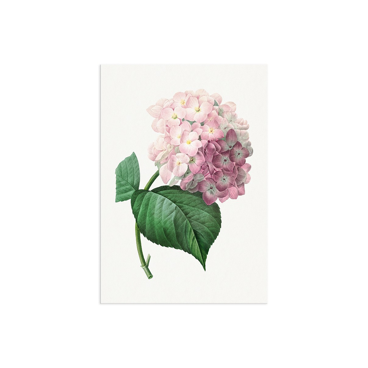 Постер "Hydrangea"