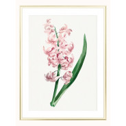 Постер "Hyacinths"