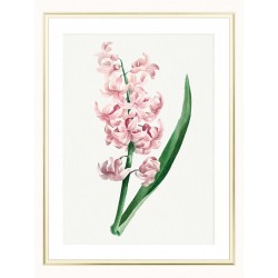 Постер "Hyacinths"