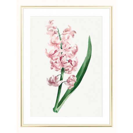 Постер "Hyacinths"