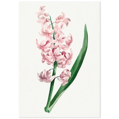 Постер "Hyacinths"