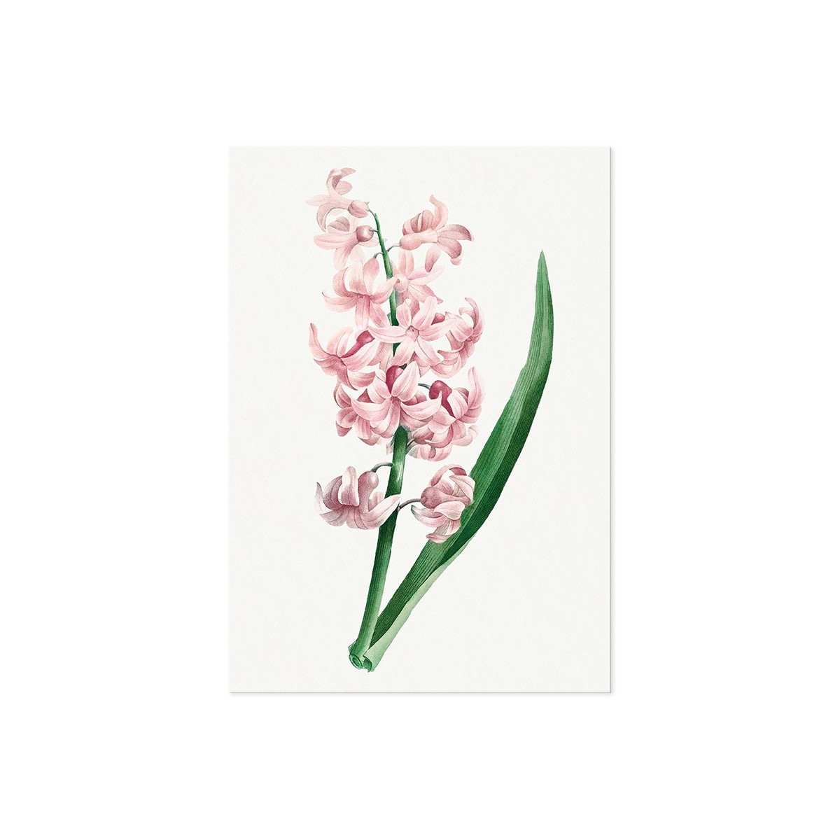 Постер "Hyacinths"