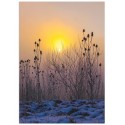 Постер "At dawn"