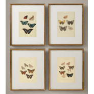Постер "Botany. Butterflies"