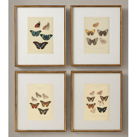 Постер "Botany. Butterflies"