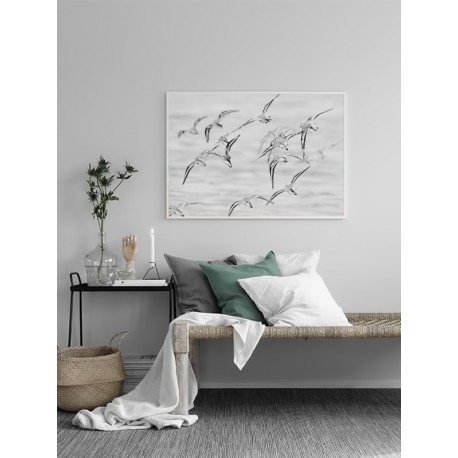 Постер "Seagulls"
