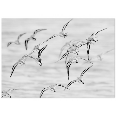 Постер "Seagulls"