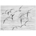 Постер "Seagulls"