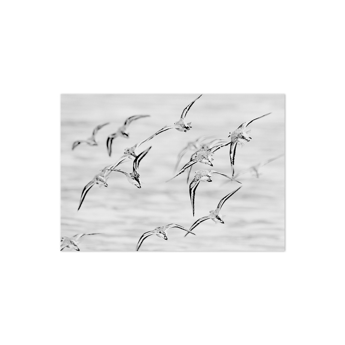 Постер "Seagulls"