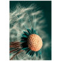 Постер "Dandelion"