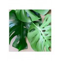 Постер "Monstera"