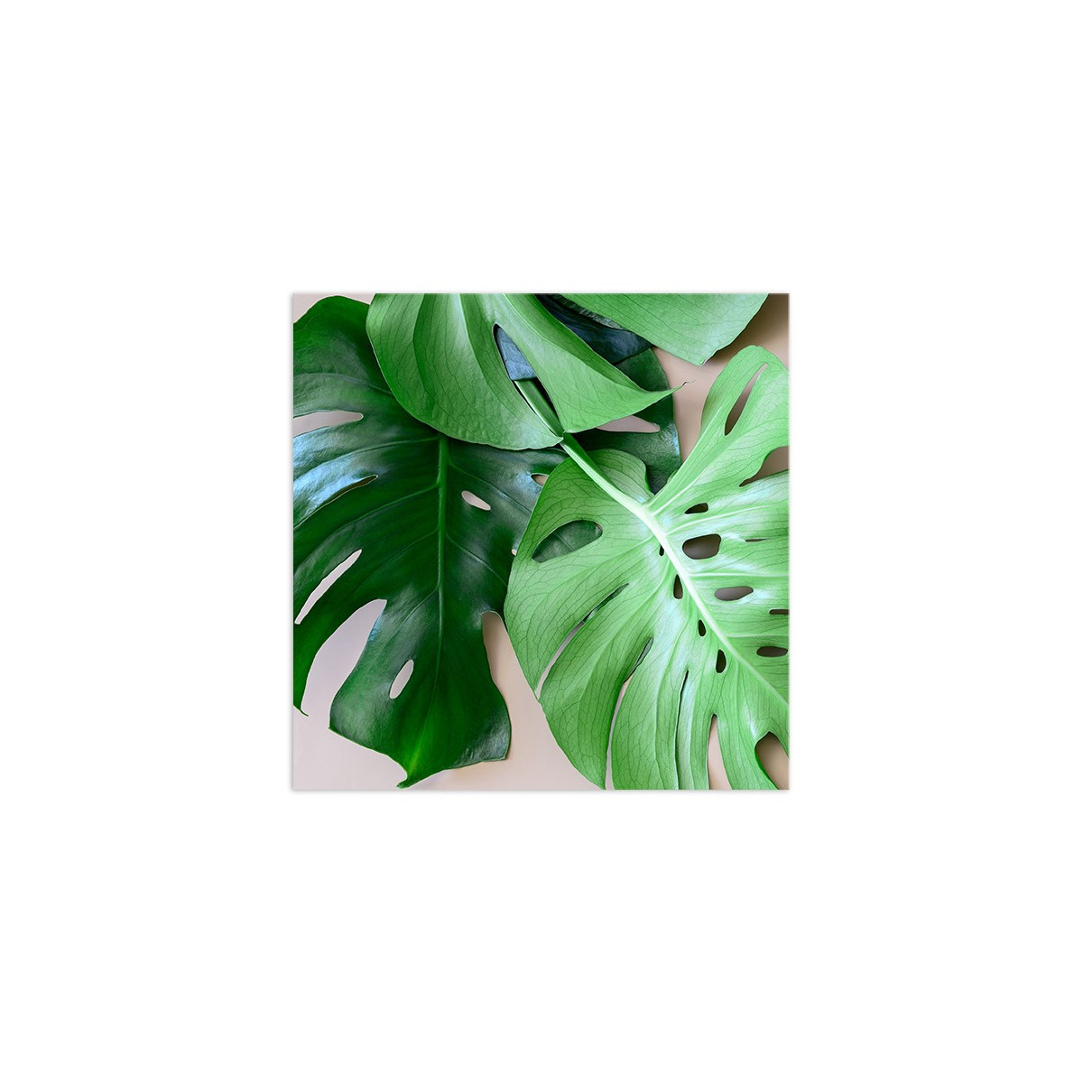 Постер "Monstera"