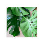 Постер "Monstera"