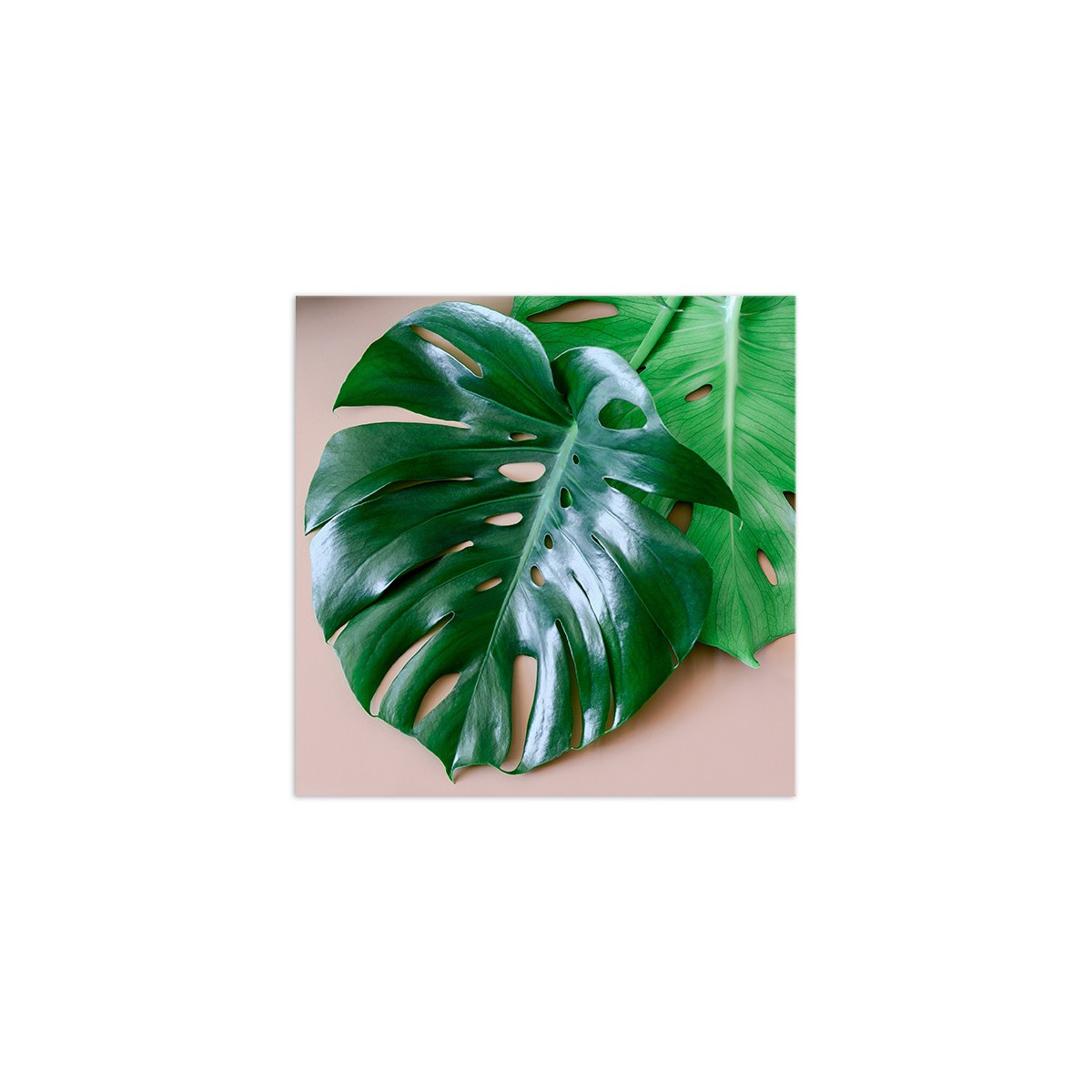Постер "Monstera"