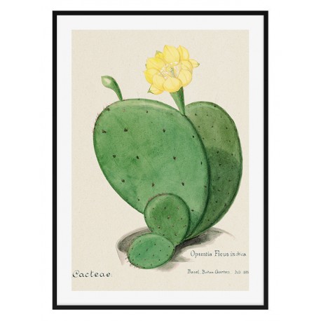 Постер "Botany. Cactus"