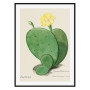 Постер "Botany. Cactus"