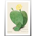 Постер "Botany. Cactus"