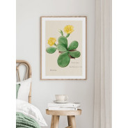 Постер "Botany. Cactus"