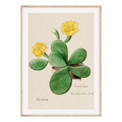 Постер "Botany. Cactus"