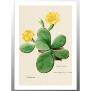 Постер "Botany. Cactus"