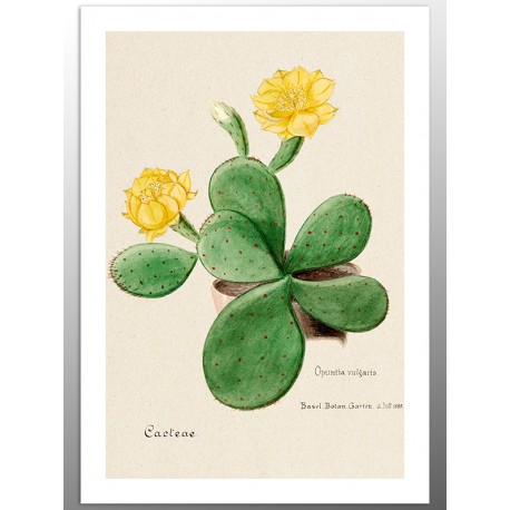 Постер "Botany. Cactus"